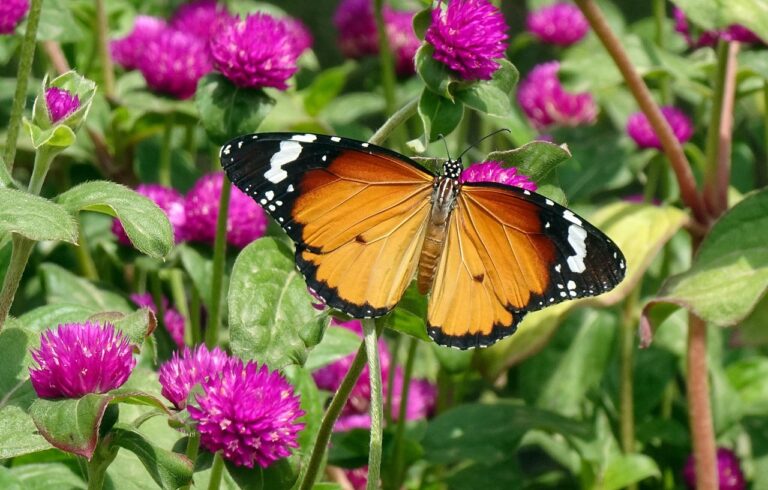 Fiori colorati in un giardino, ideali per attirare farfalle.