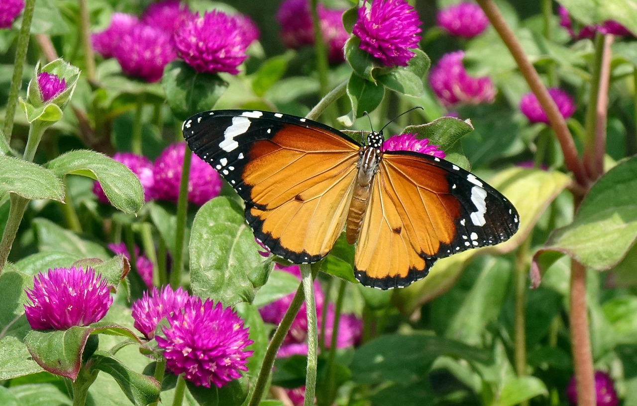 Fiori colorati in un giardino, ideali per attirare farfalle.