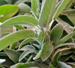 Due piante aromatiche, salvia e rosmarino, crescono vicine in un giardino.