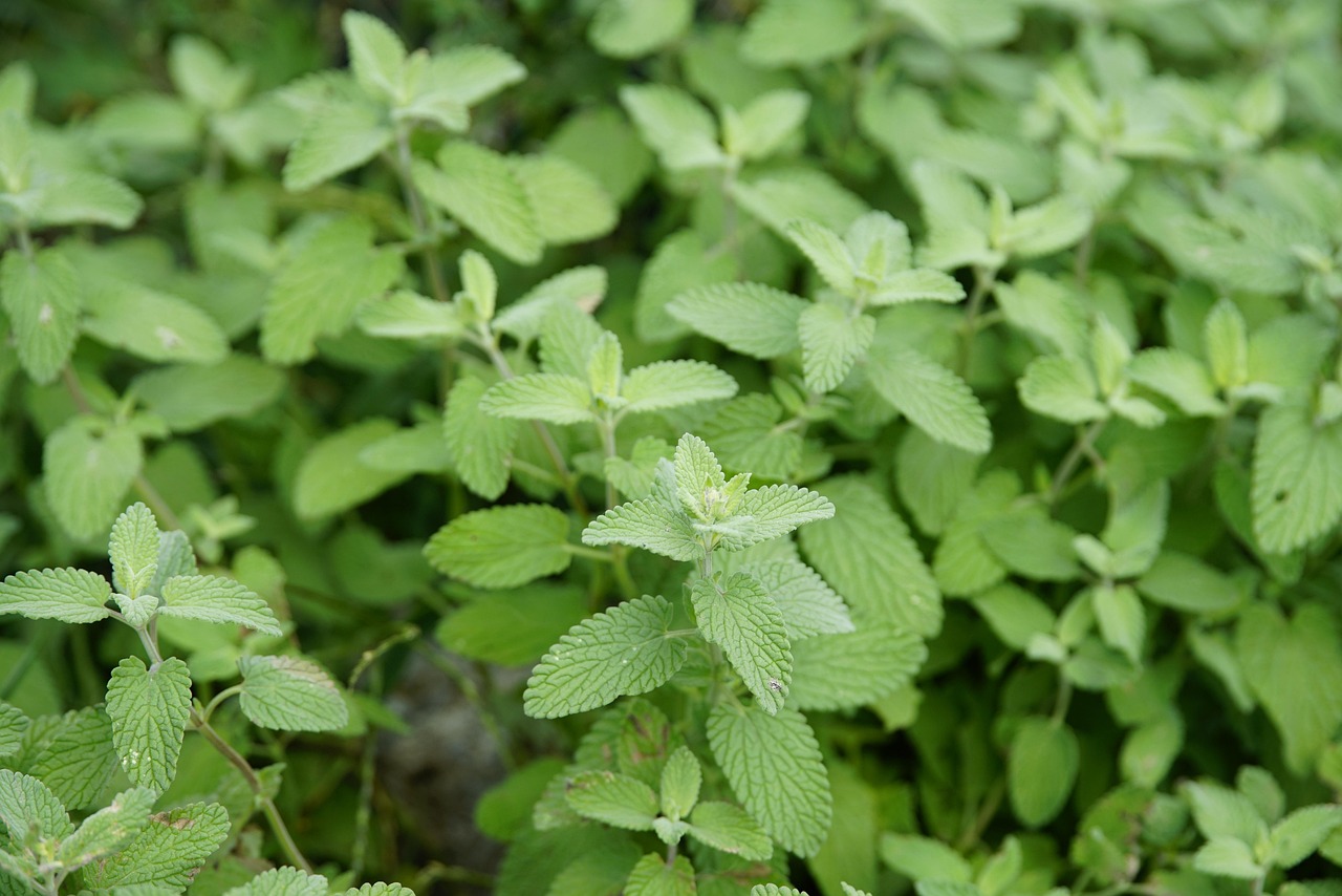 Immagine di erba gatta vera (Nepeta) in vaso, con foglie verde intenso e fiori viola.