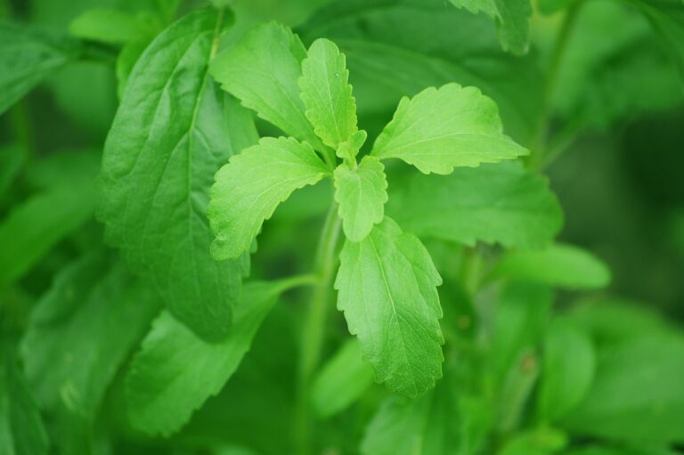 Foglie verdi di stevia fresche su sfondo bianco, simbolo di dolcificante naturale al posto dello zucchero.