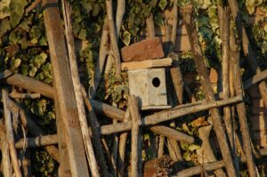 Pettirosso su un ramo vicino a una casetta nido con ingresso basso, pronta per accogliere gli uccelli.