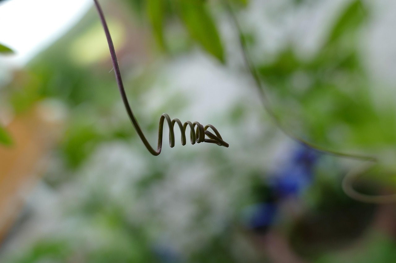 Glicine giovane in crescita, probabilmente nato da seme, attende fioritura dopo 10 anni.