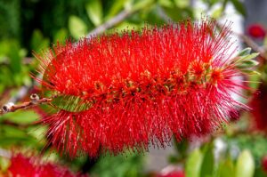 Fiori rossi di Callistemon che attirano api e farfalle in un giardino fiorito.