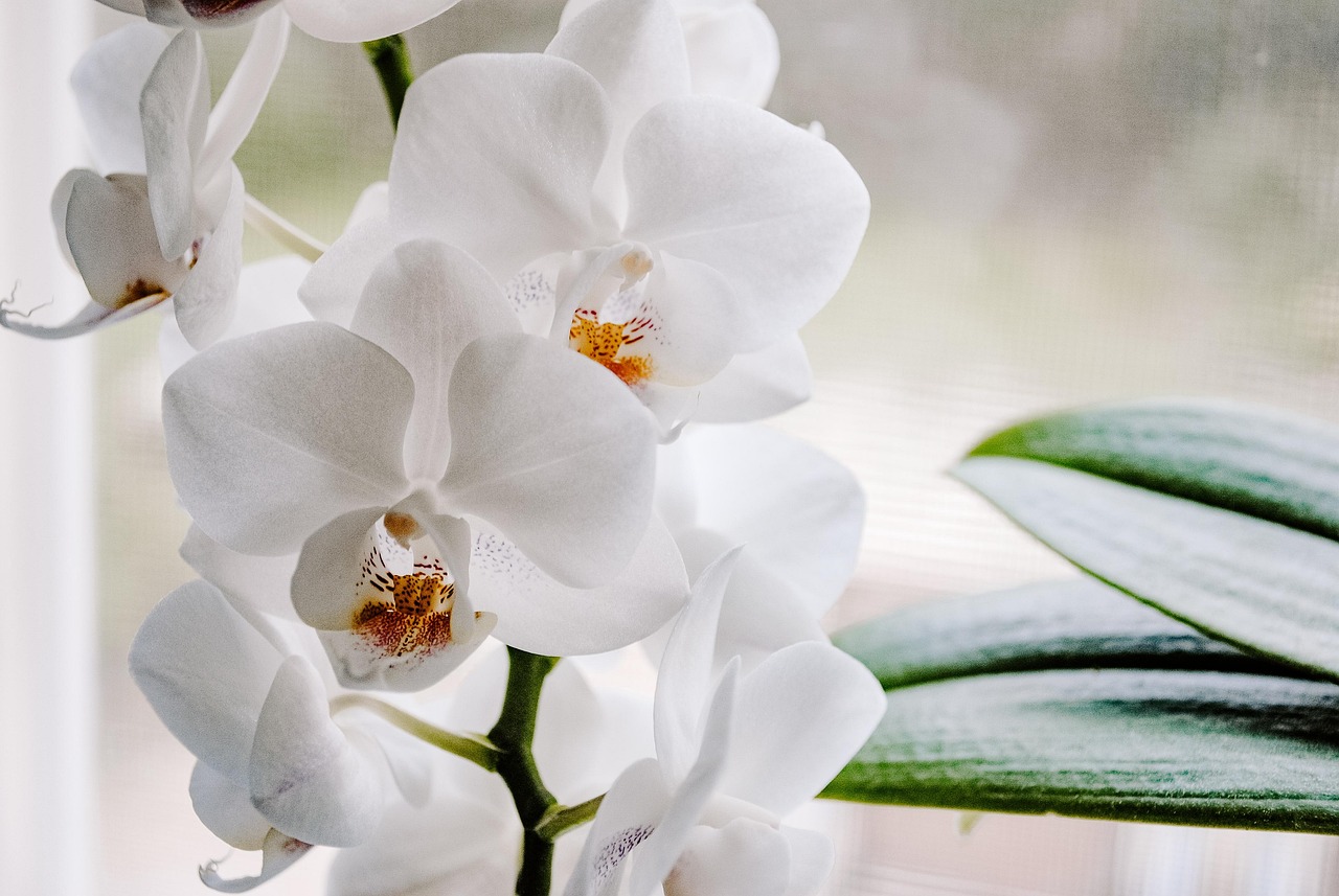 Orchidea con radici argentee, pronta per la cura e l'irrigazione corretta.