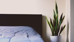 Sansevieria e Aloe in una camera da letto, piante che purificano l'aria.