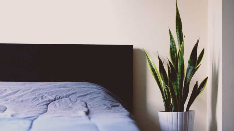 Sansevieria e Aloe in una camera da letto, piante che purificano l'aria.