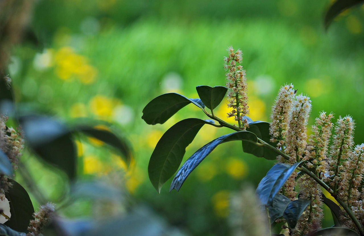 Piante di lauroceraso in giardino, evidenziando la loro crescita veloce e robustezza.