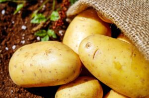 Patate cresciute in un sacco di juta su un balcone, pronte per il raccolto.