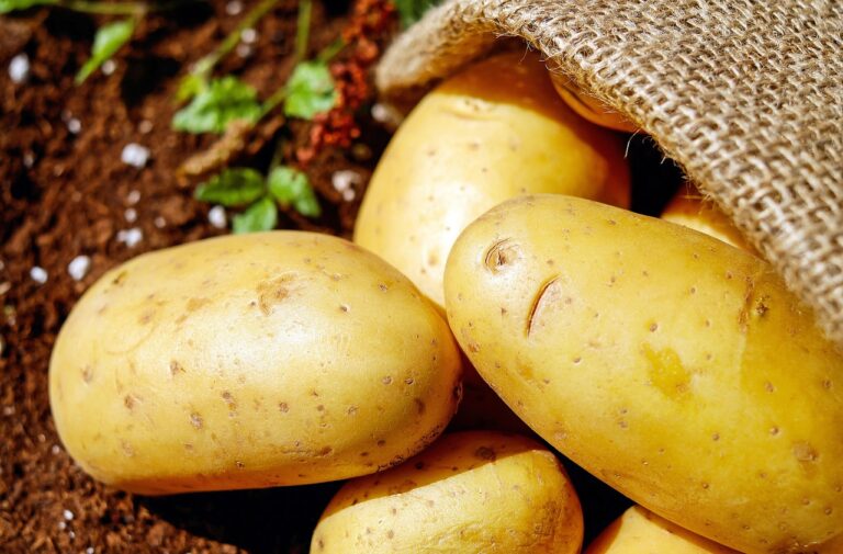 Patate cresciute in un sacco di juta su un balcone, pronte per il raccolto.