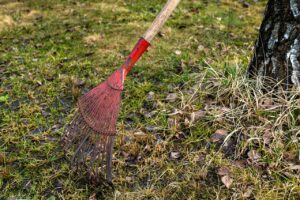 Prato ingiallito che mostra segni di crescita dopo una scarificatura primaverile.