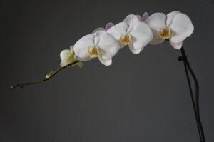 Orchidea con radici argentee, segno di sete, accanto a radici verdi in salute.