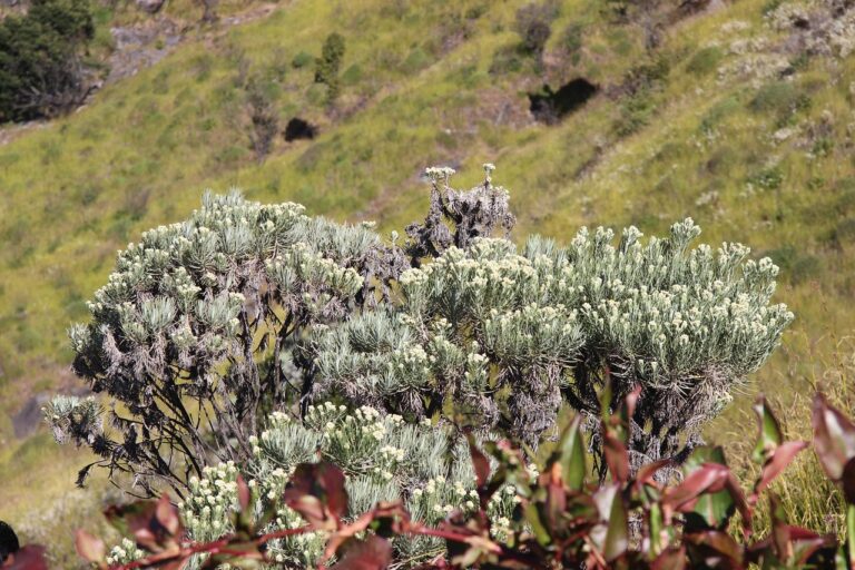 Immagine di lavanda potata, mostrando rami legnosi e nuove foglie verdi germogliate.