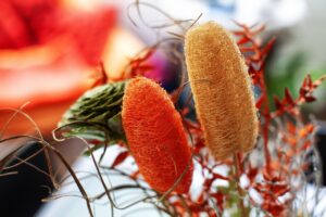 Immagine di piante di luffa in crescita, simili a zucchine, con frutti verdi e fogliame rigoglioso.