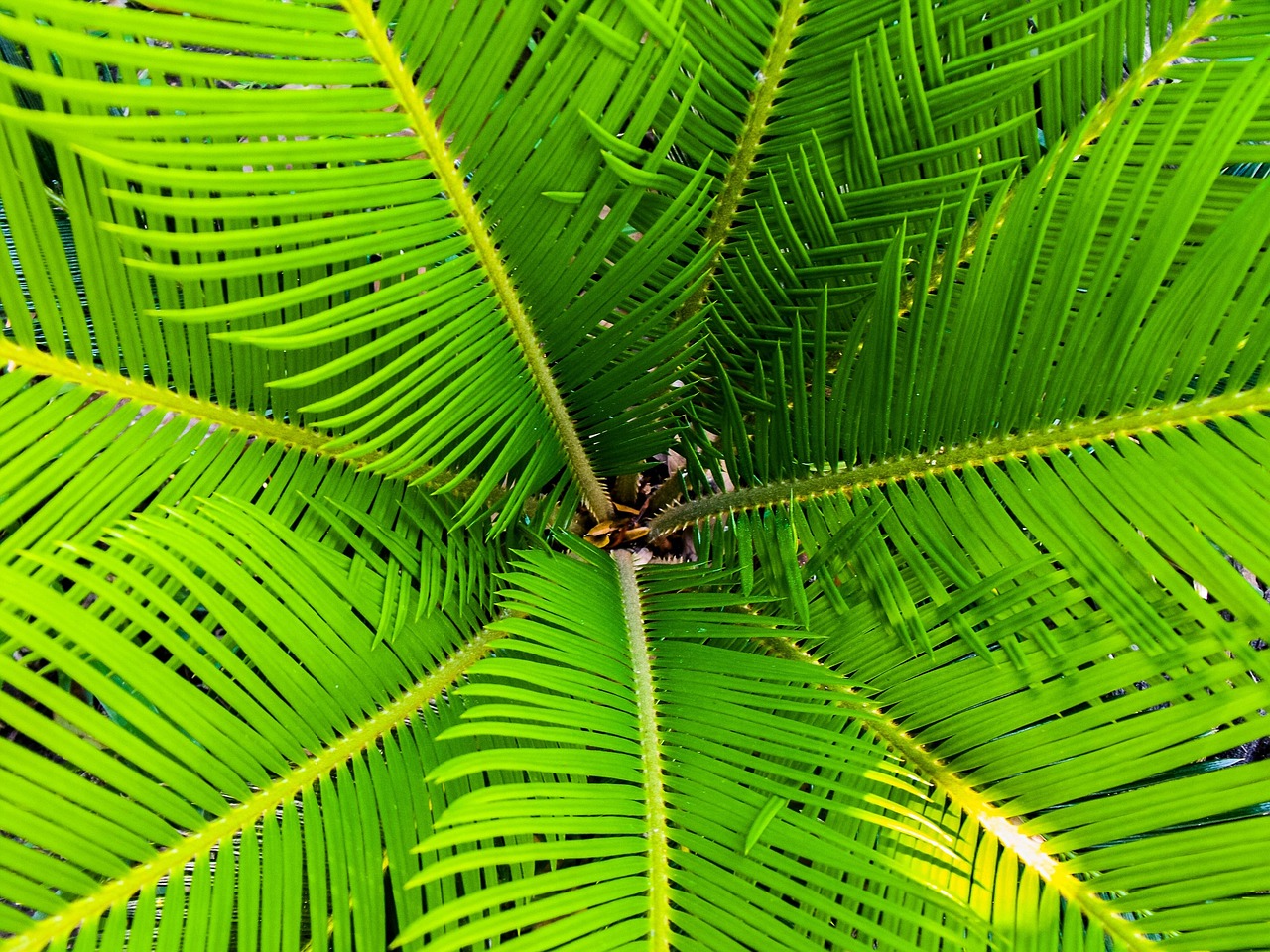 Foglie di Cycas ingiallite a macchie, indicativo di carenza di manganese.