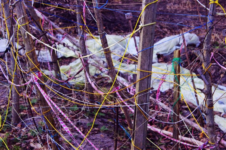 Pettirosso che raccoglie fili di lana colorata nel giardino per costruire il nido.