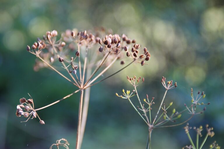 Semini raccolti da fiori secchi, pronti per la conservazione e la semina dell'anno successivo.