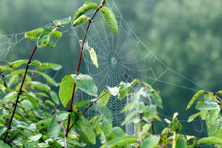 Ragnatele sulle foglie di una pianta, evidenziando la presenza del ragnetto rosso, un acaro dannoso.