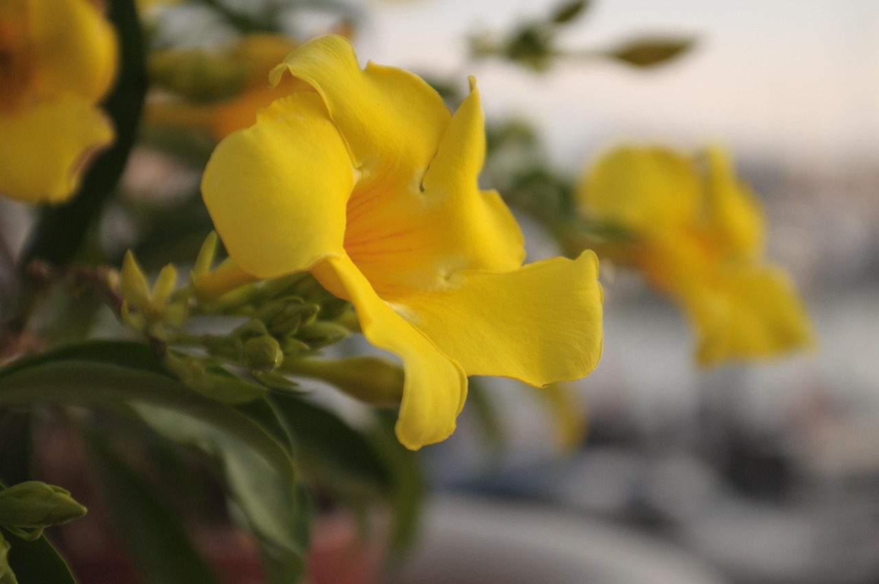 Dipladenia fiorita in vaso, pronta per l'inverno in casa, con foglie verdi e petali colorati.