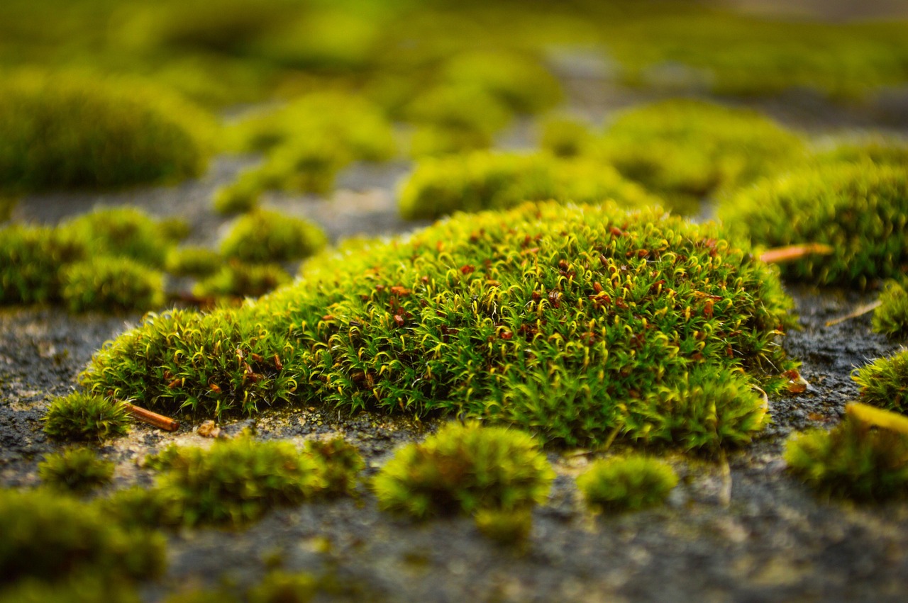 Mousse verde su prato, esempio di muschio da rimuovere senza prodotti chimici.