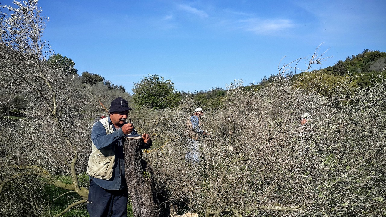 Innesto a spacco su un albero, con rami di pera e mela visibili, dimostrando la tecnica ibrida.