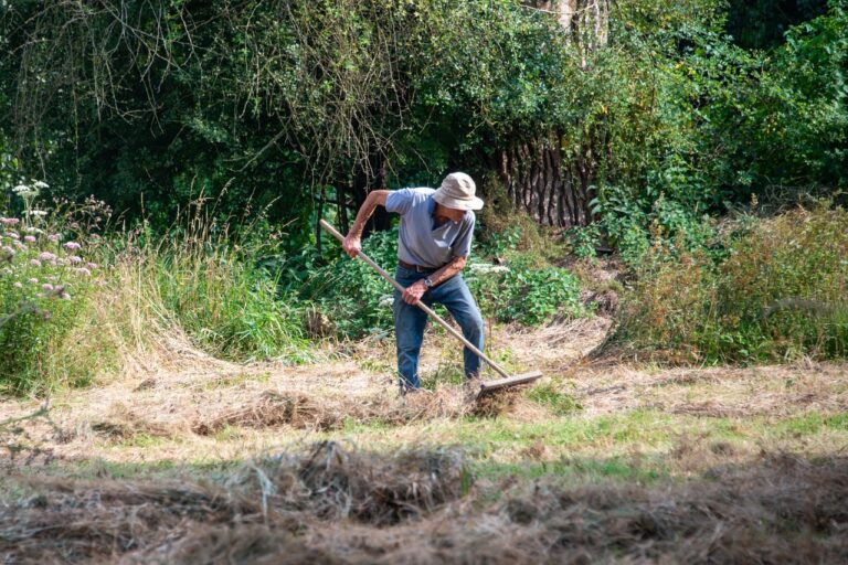 Pacciamatura con paglia nell'orto, per proteggere piante dal caldo e mantenere l'umidità del terreno.