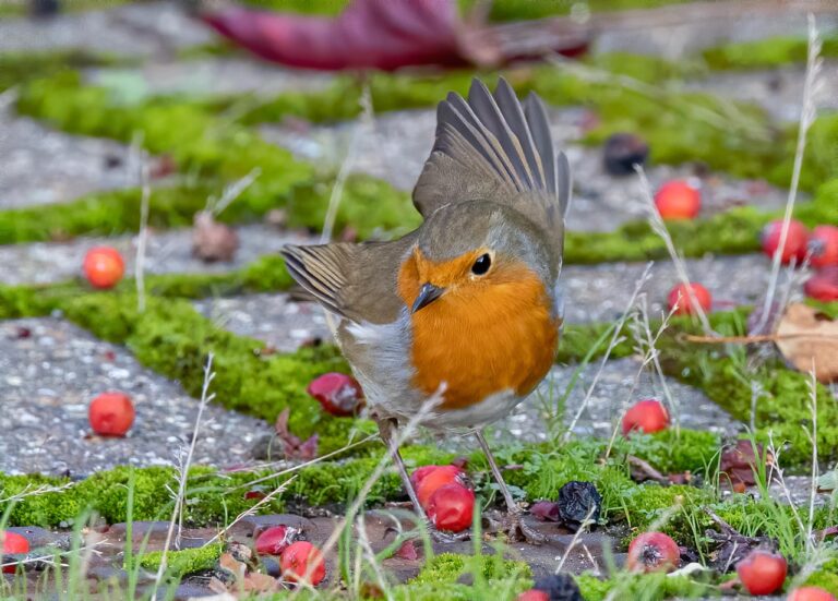 Pettirosso che fa il bagno in un sottovaso d'acqua in inverno.