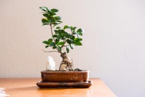 Bonsai ficus ginseng con foglie verdi, posizionato in un ambiente interno, evidenziando la cura della pianta.