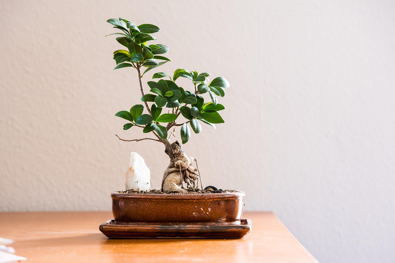 Bonsai ficus ginseng con foglie verdi, posizionato in un ambiente interno, evidenziando la cura della pianta.