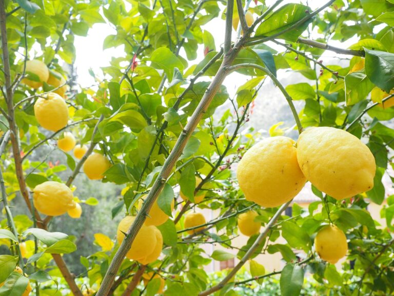Limoni in vaso rigogliosi, con frutti gialli e foglie verdi, cresciuti grazie a concimi naturali da cucina.
