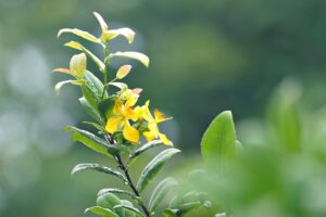 Tronchetto della felicità con punte secche, suggerimento di nebulizzazione per aumentare l'umidità.
