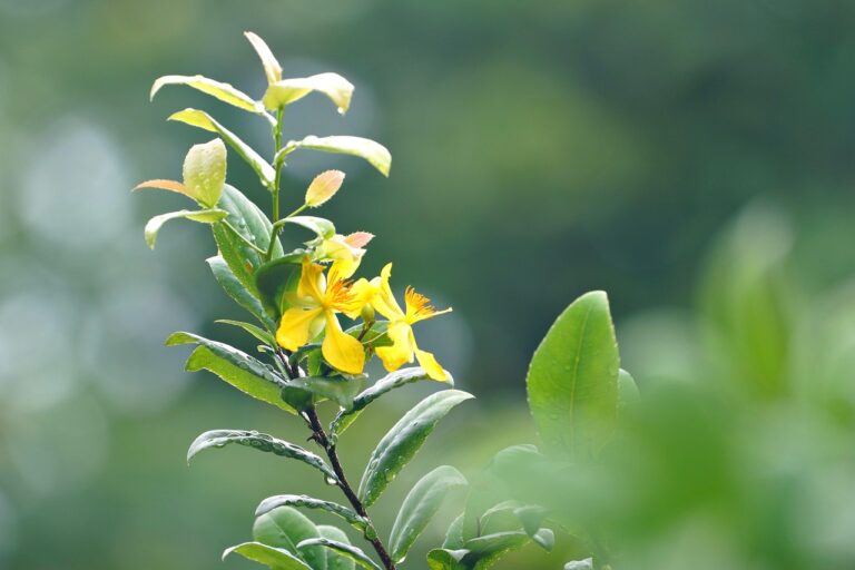 Tronchetto della felicità con punte secche, suggerimento di nebulizzazione per aumentare l'umidità.