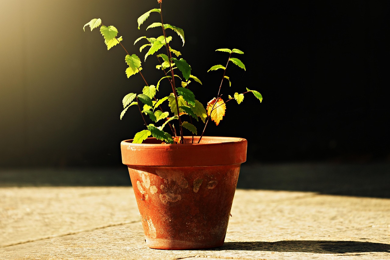 Immagine di un vaso con terriccio universale a confronto con terra da giardino.