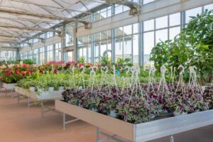 Tradescantia con foglie colorate, pianta ricadente resistente e facile da curare.