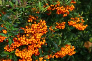 Siepe di Pyracantha con bacche arancioni, spinoso, attraente per uccelli e barriera naturale contro i ladri.